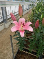 [4571 VH47 No01.JPG]